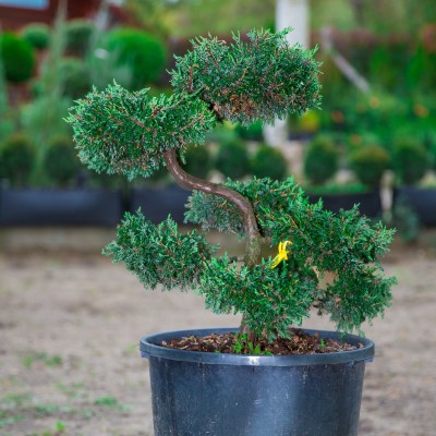Bonsai Juniperus Repanda 50cm C60